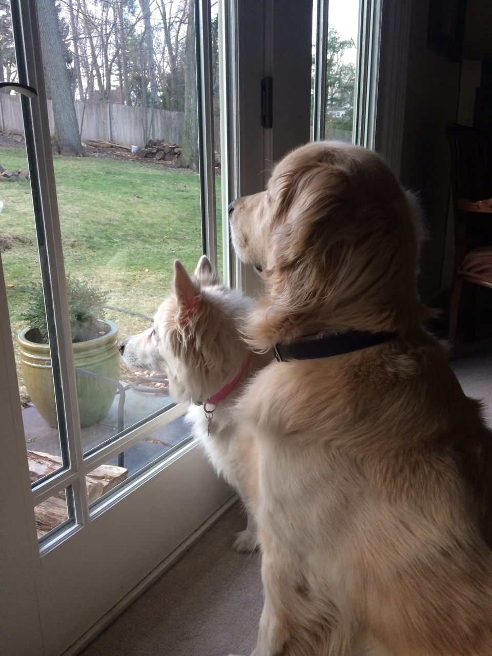 Chloe and Mason keeping watch on the backyard.
