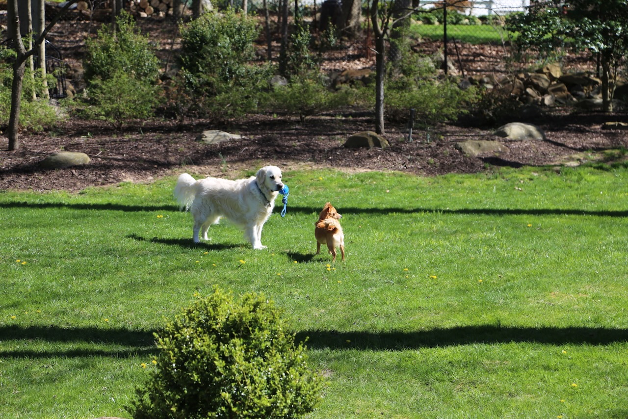 North and Violet in the backyard