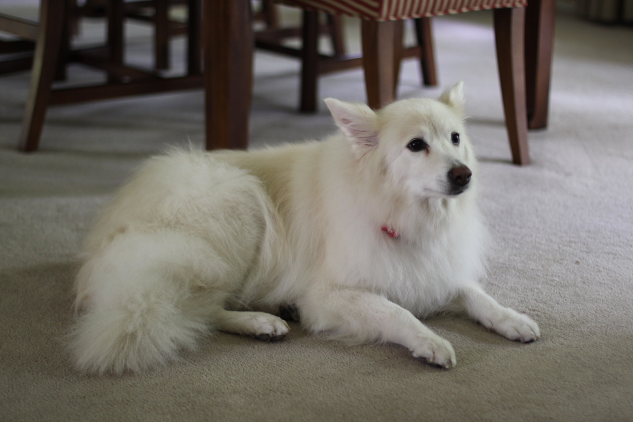 Chloe, American Eskimo Dog